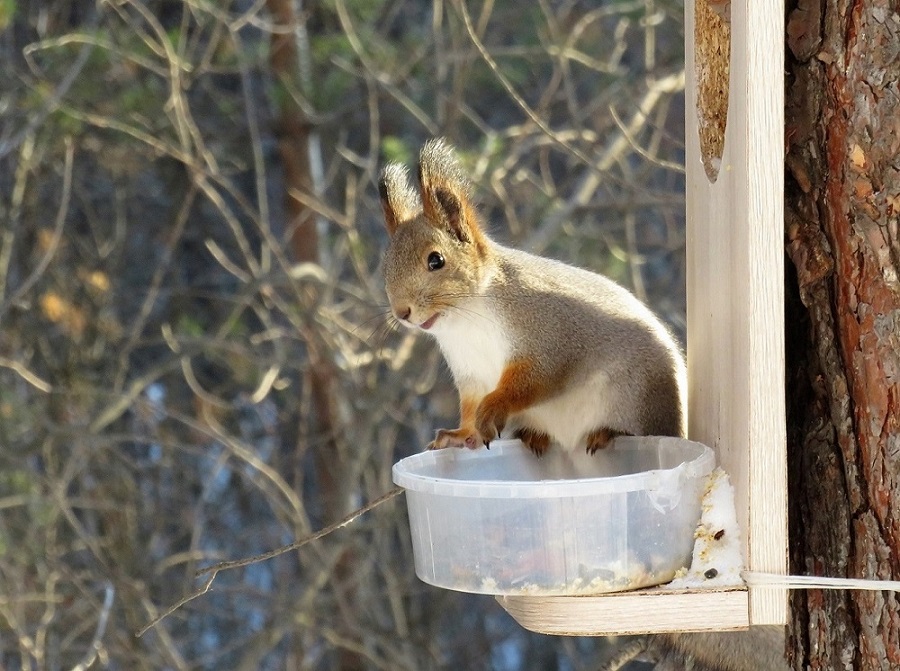 photo "***" tags: misc., nature, landscape, forest, squirrel, winter