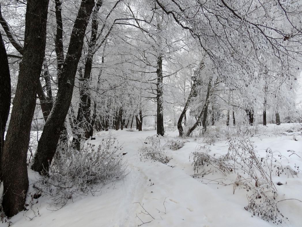 photo "Path along the pond (3)" tags: landscape, 