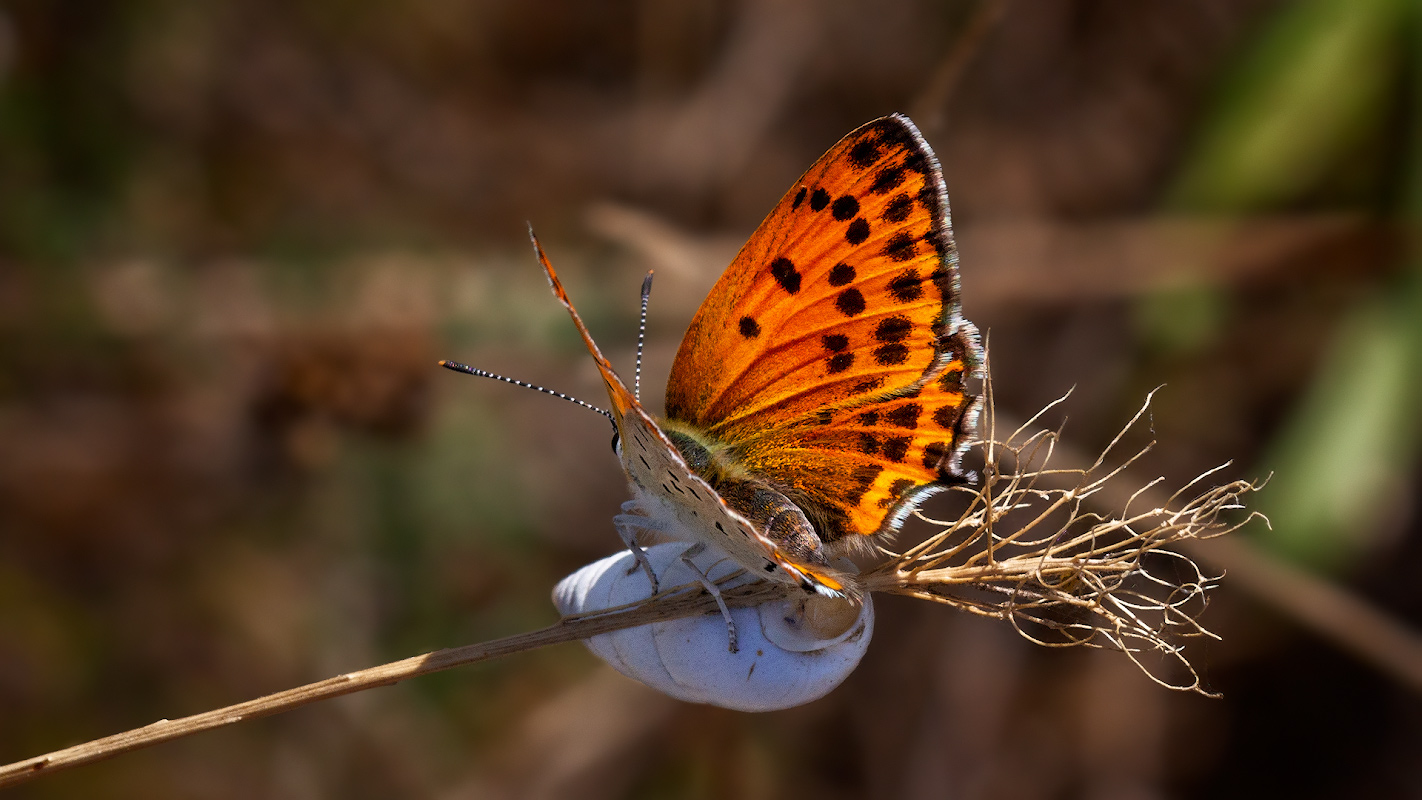 photo "***" tags: macro and close-up, 