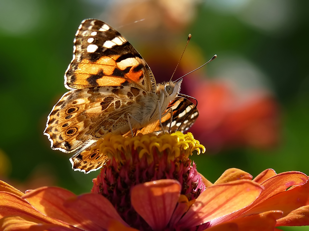 photo "***" tags: macro and close-up, insect