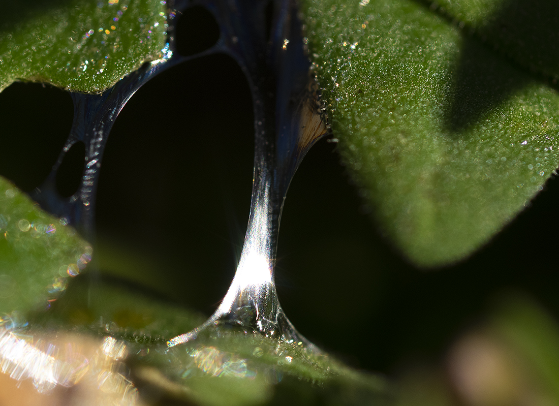 photo "The Pillar" tags: macro and close-up, nature, fragment, 