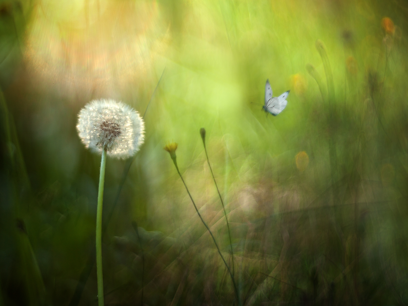 photo "***" tags: macro and close-up, 