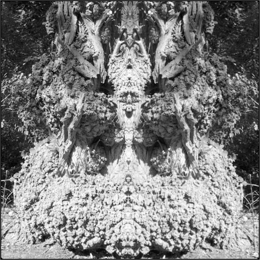 фото "the beehive-monster" метки: digital art, природа, макро и крупный план, bark, close-up, mirror, tree