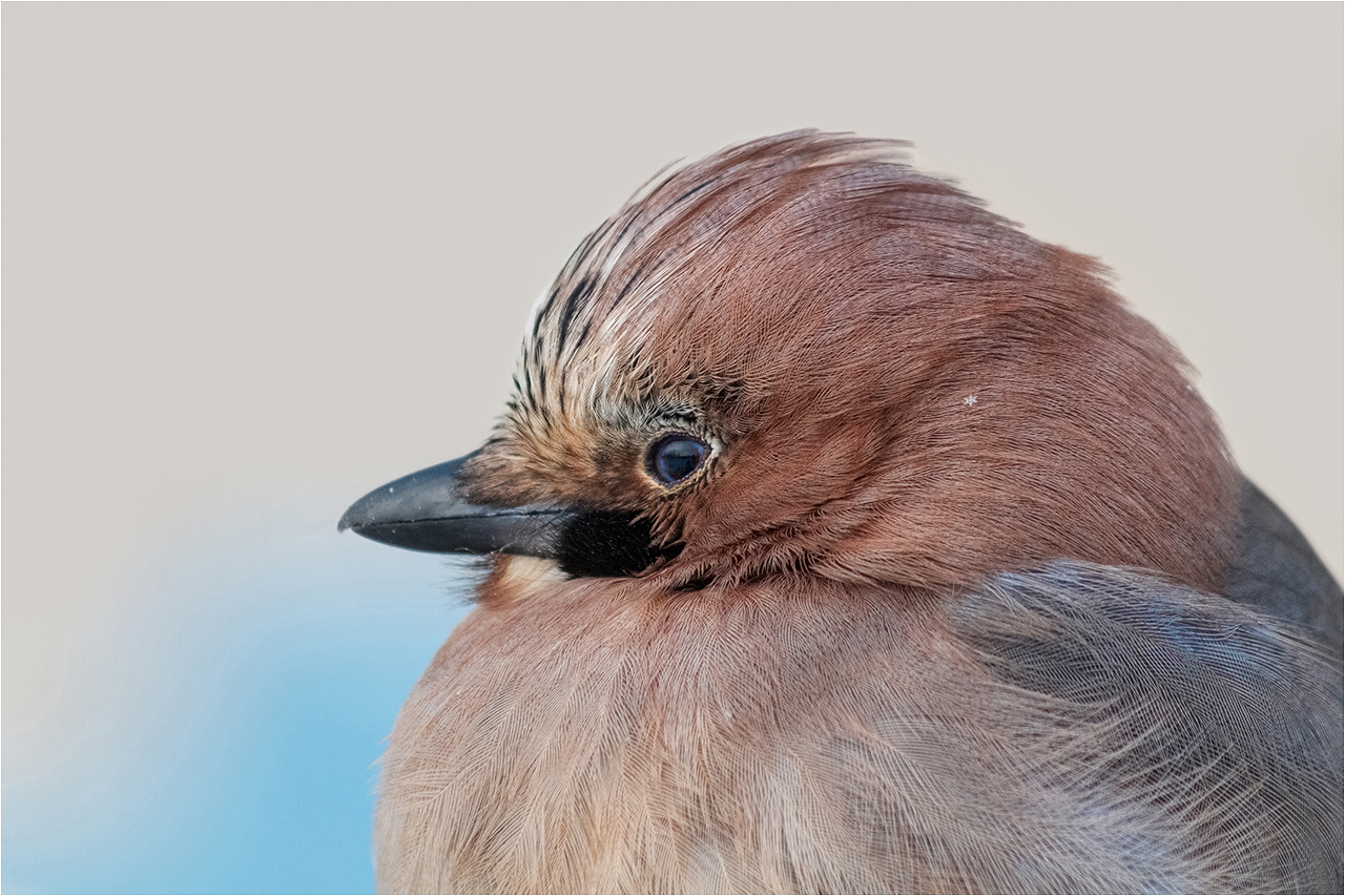 photo "***" tags: portrait, nature, macro and close-up, bird, snow, village, winter, глаза, мороз