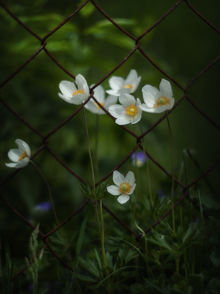 photo "***" tags: macro and close-up, 