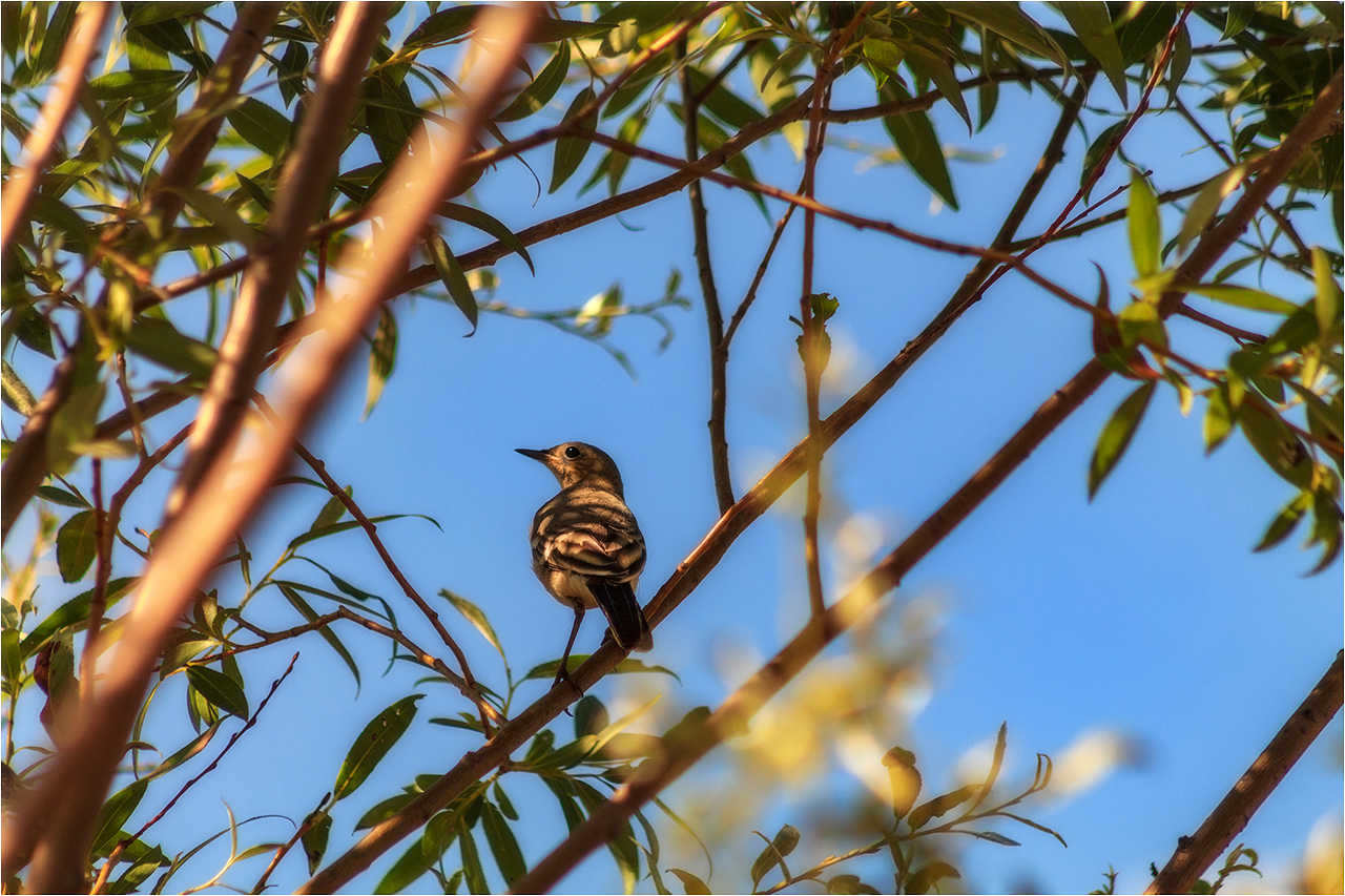 photo "***" tags: travel, nature, macro and close-up, bird, sky, summer, глаза, деревья, листья