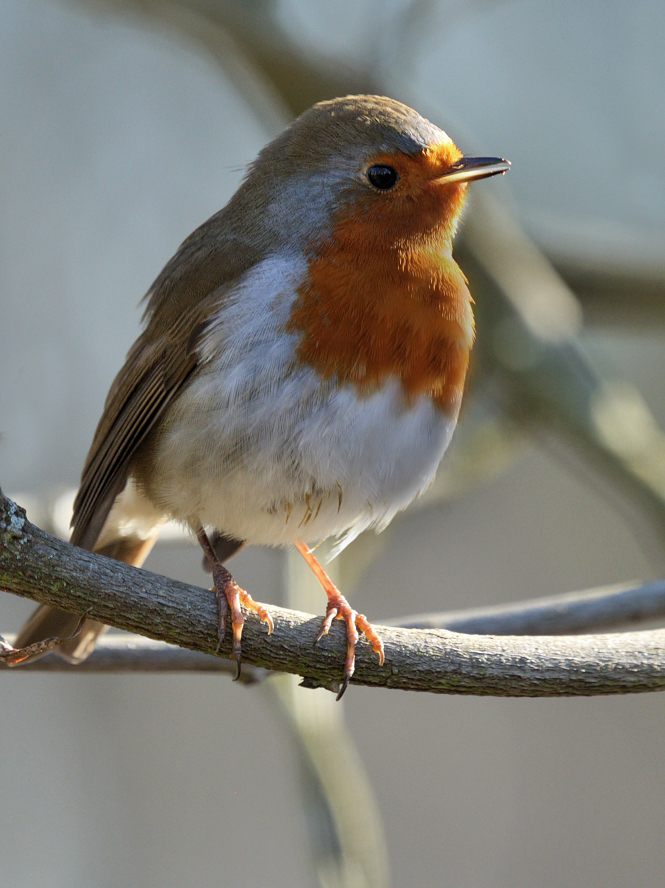 фото "Зарянка (лат. Erithacus rubecula)" метки: природа, 