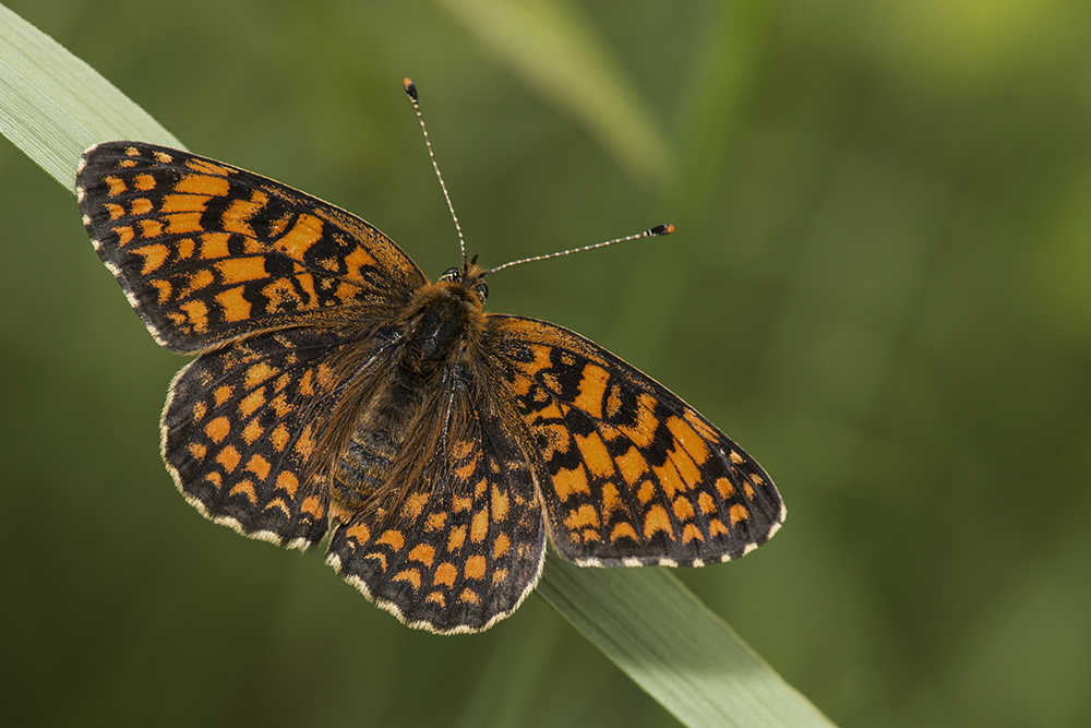 фото "Шашечница Феба" метки: макро и крупный план, бабочки