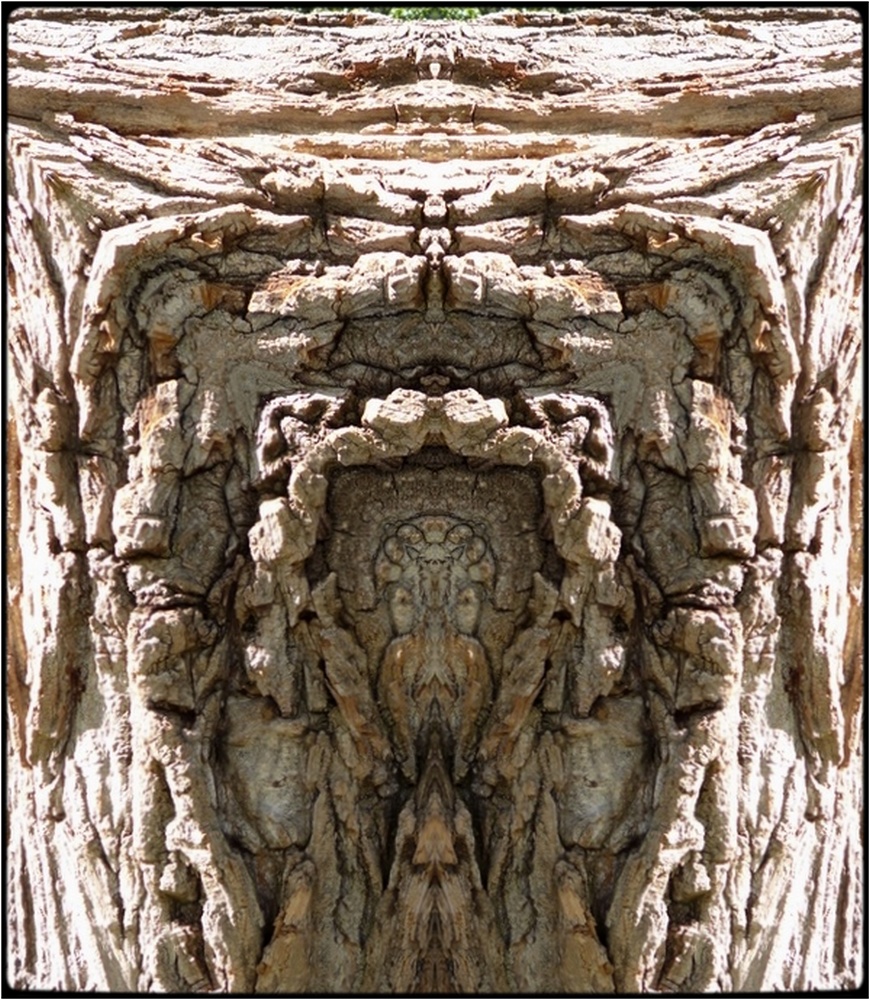 photo "quadratschädel - squarehead" tags: digital art, nature, macro and close-up, bark, close-up, mirror, still, tree