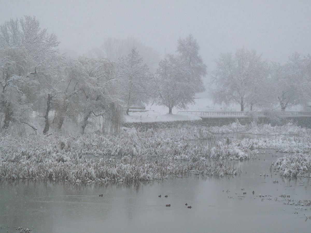 photo "***" tags: nature, winter