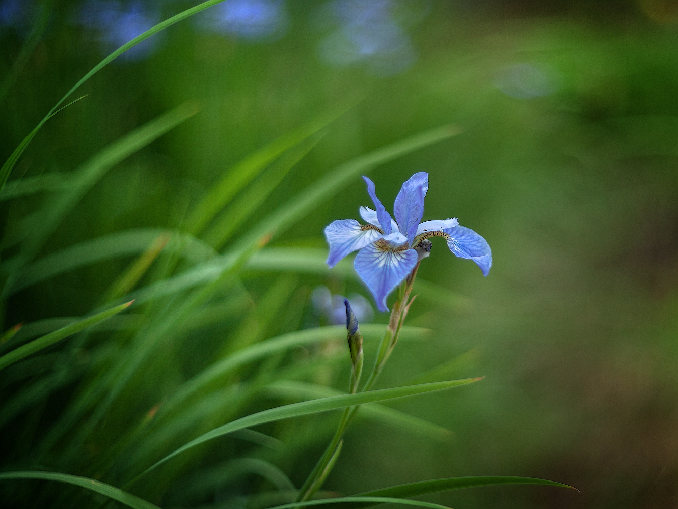 photo "***" tags: macro and close-up, 