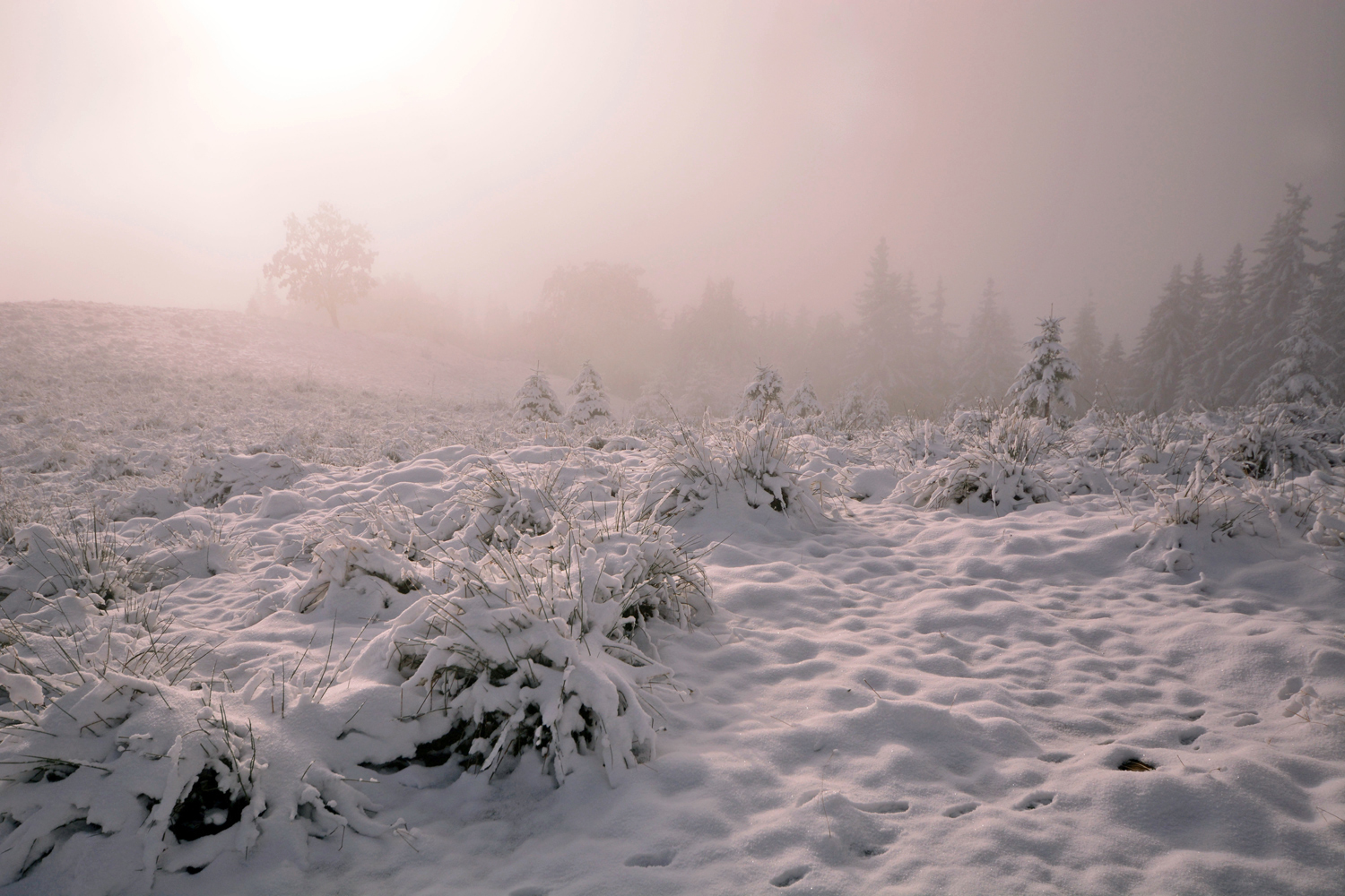 фото "Розовый туман." метки: пейзаж, Карпаты, горы, снег, туман, утро
