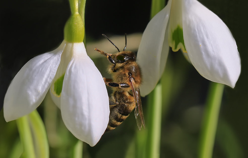 photo "***" tags: macro and close-up, nature, подснежники, пчела