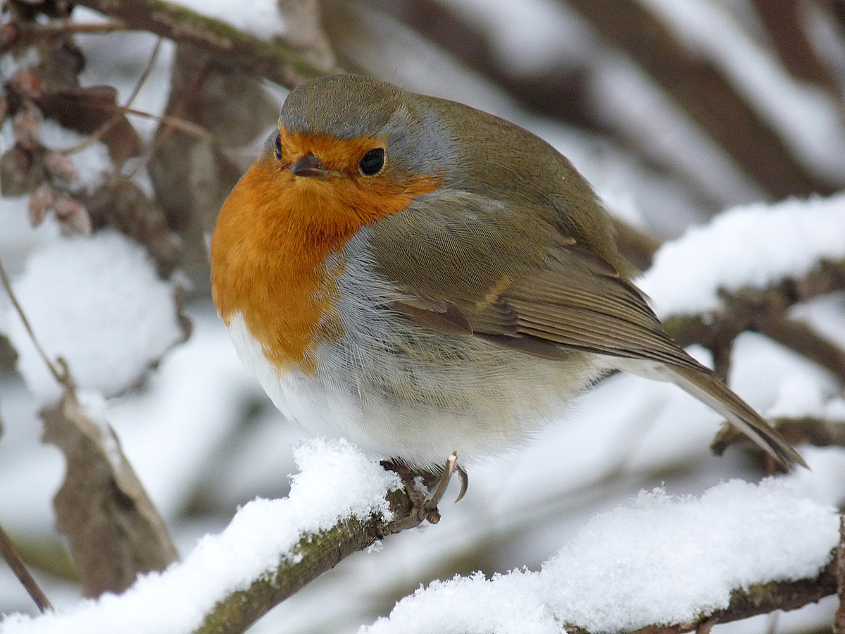 photo "***" tags: macro and close-up, wild animals