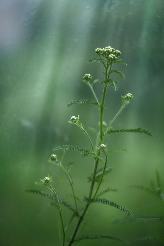 photo "***" tags: macro and close-up, 