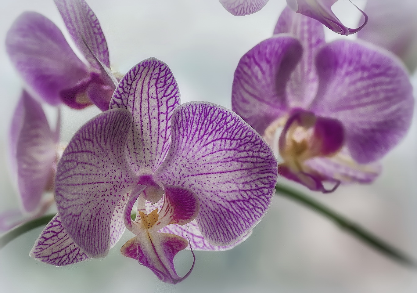 фото "Орхидея" метки: разное, 