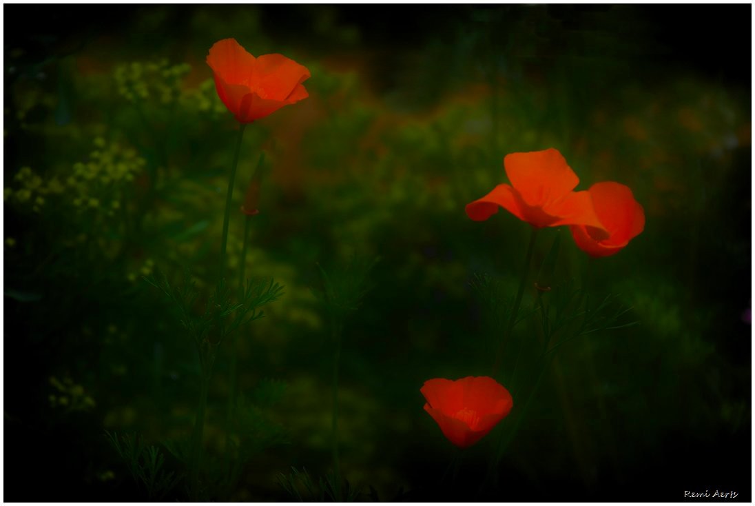 photo "***" tags: nature, macro and close-up, 