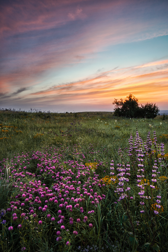 photo "The steppe is blooming" tags: landscape, clouds, flowers, spring, sunset, степь