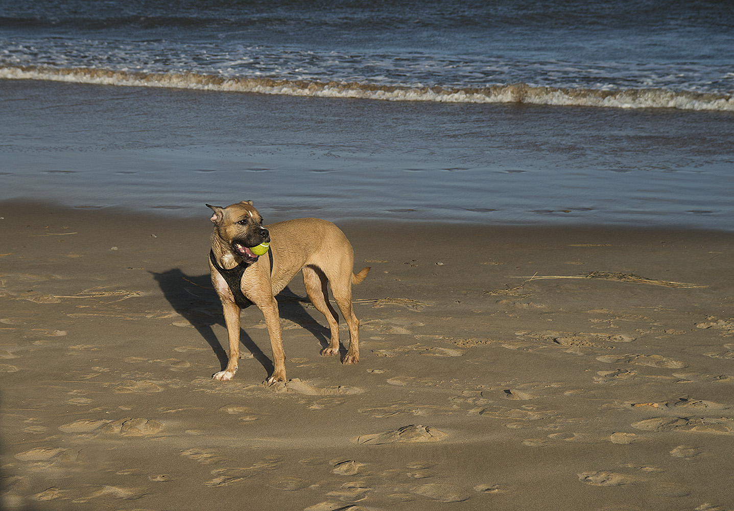 photo "***" tags: genre, misc., 