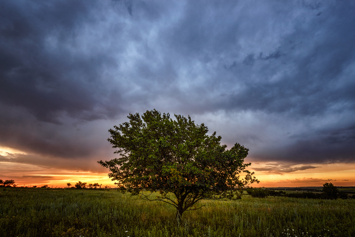 photo "The evening before the rain" tags: landscape, nature, grass, rain, summer, sunset, tree, тучи