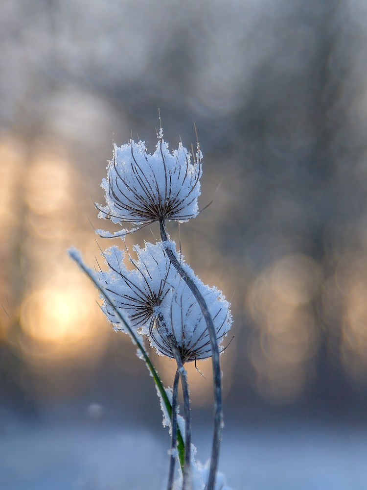 photo "Снежные цветы..." tags: macro and close-up, 