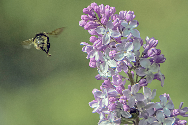 фото "Bumble-bee" метки: природа, spring, насекомое, цветы