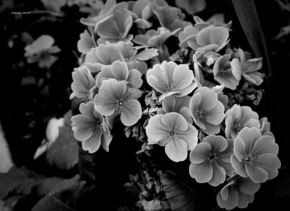 photo "flowers" tags: black&white, 