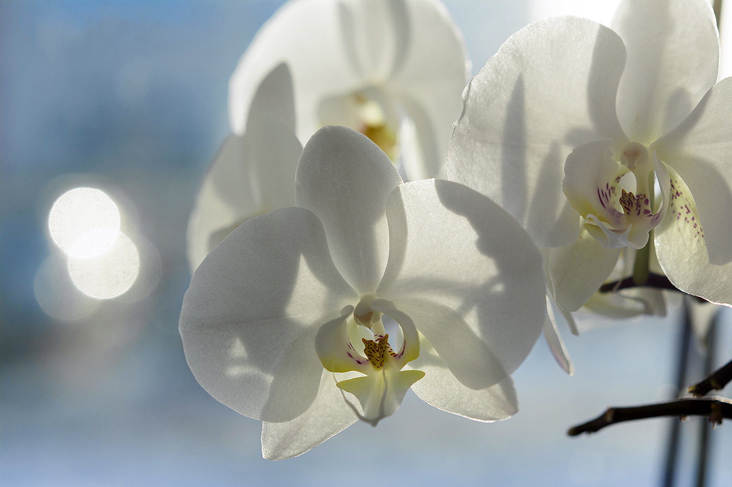 photo "***" tags: macro and close-up, still life, flowers, snow, spring, орхидеи