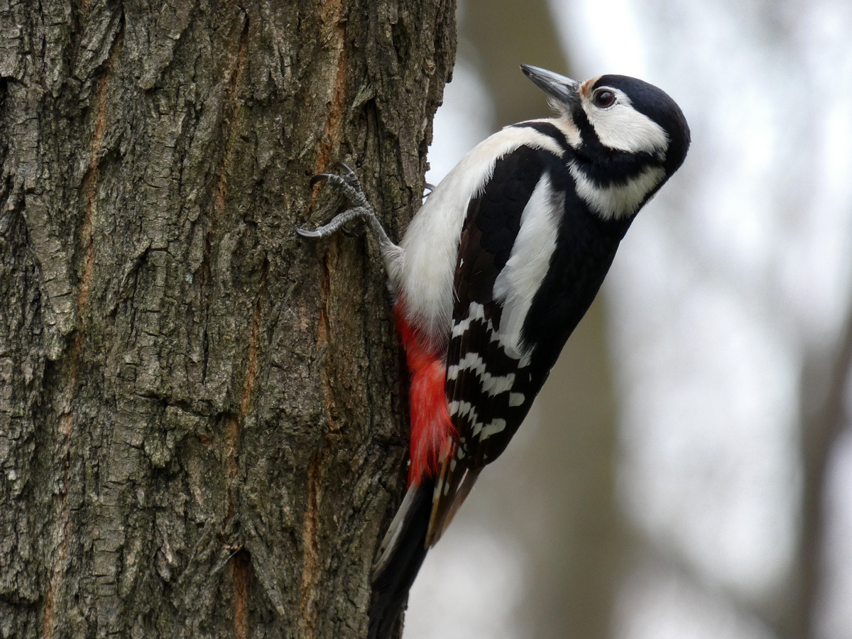 photo "***" tags: macro and close-up, wild animals