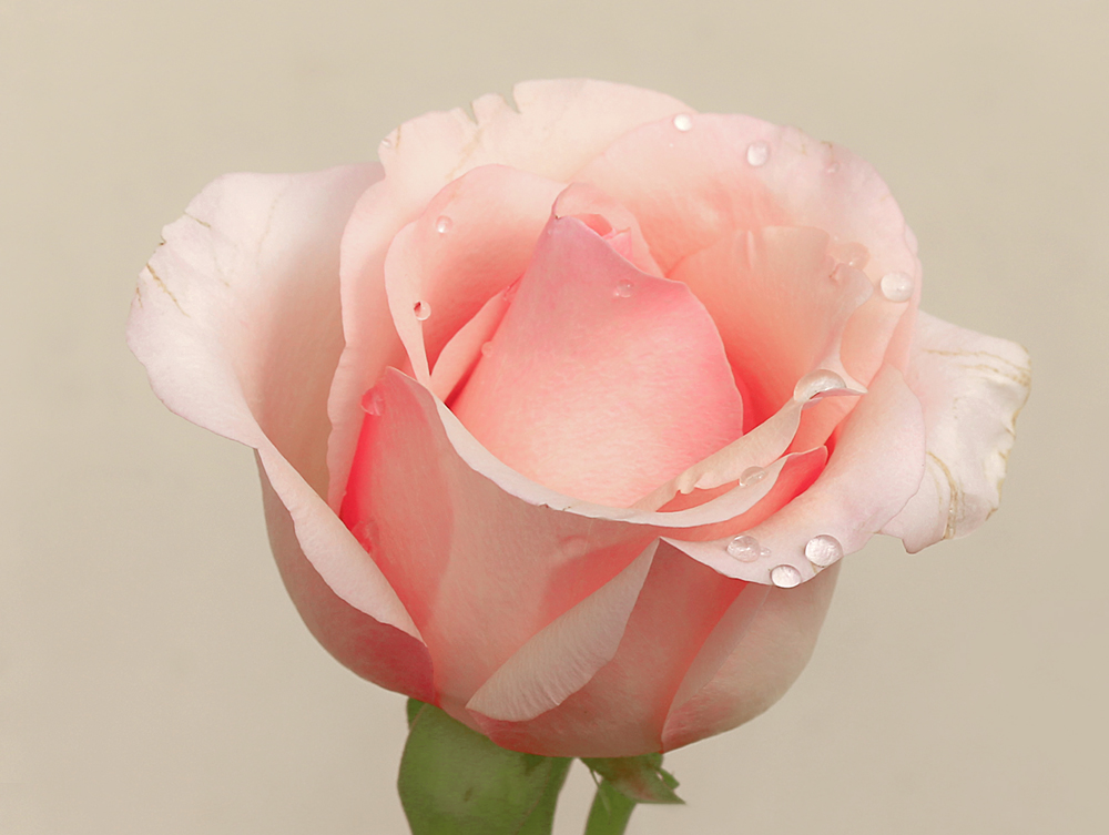 photo "***" tags: macro and close-up, rose