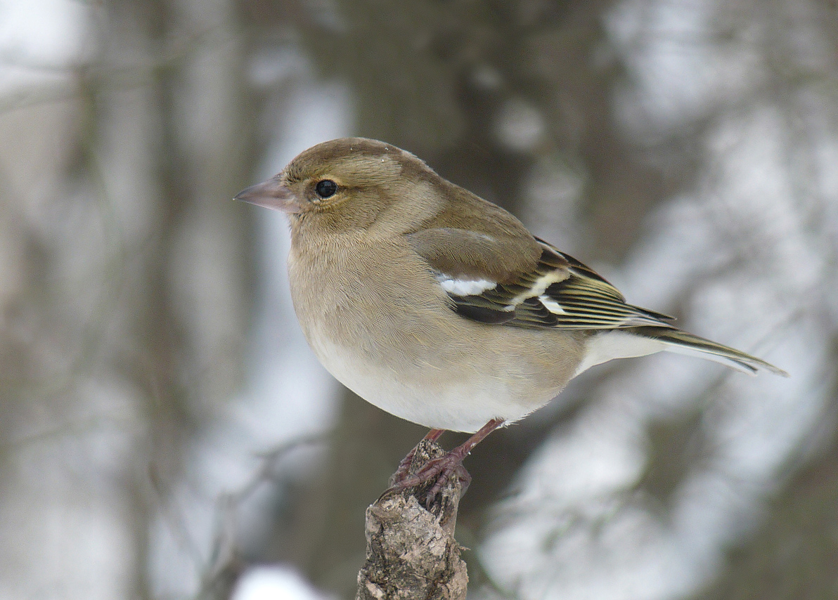 photo "***" tags: macro and close-up, wild animals