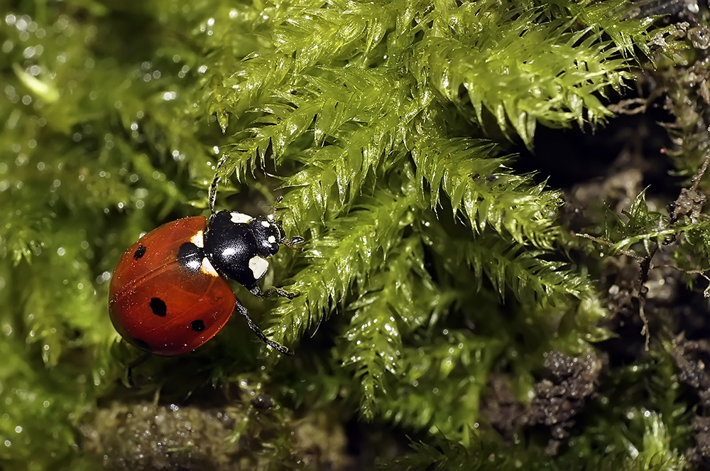 photo "***" tags: nature, macro and close-up, божья коровка