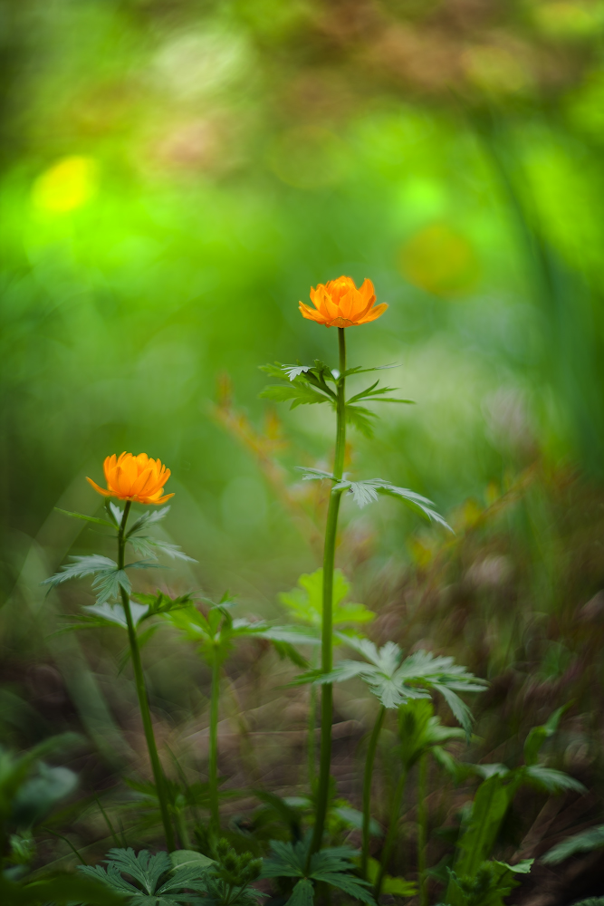 photo "***" tags: nature, macro and close-up, 