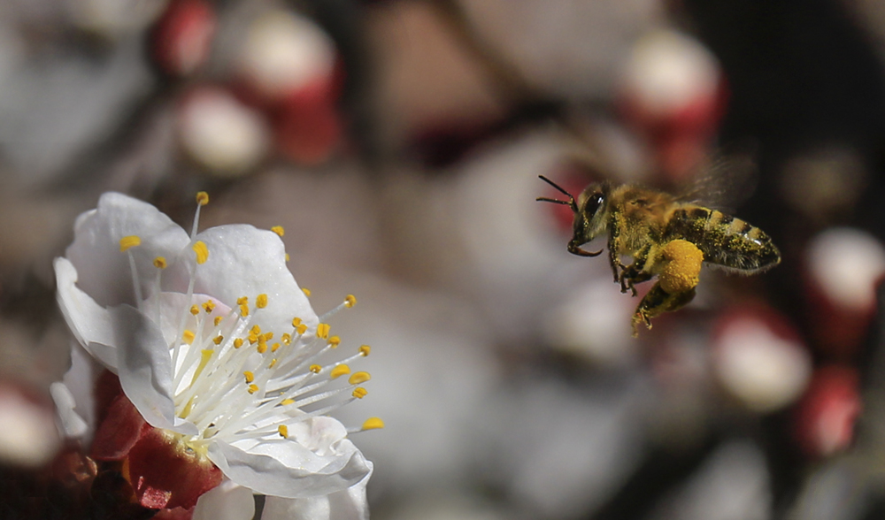 фото "Обновление мира" метки: макро и крупный план, абрикос, пчела
