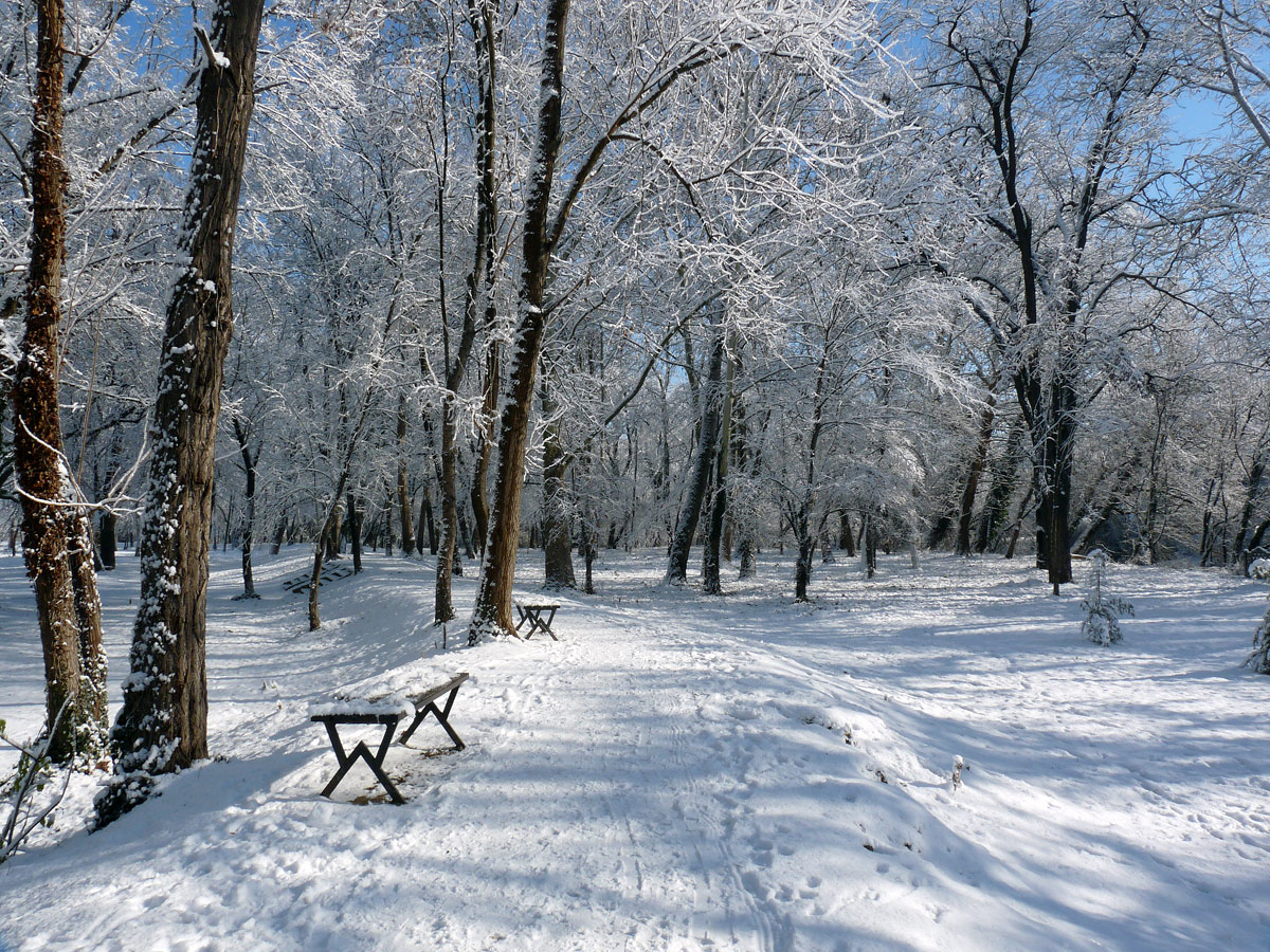 photo "***" tags: nature, winter