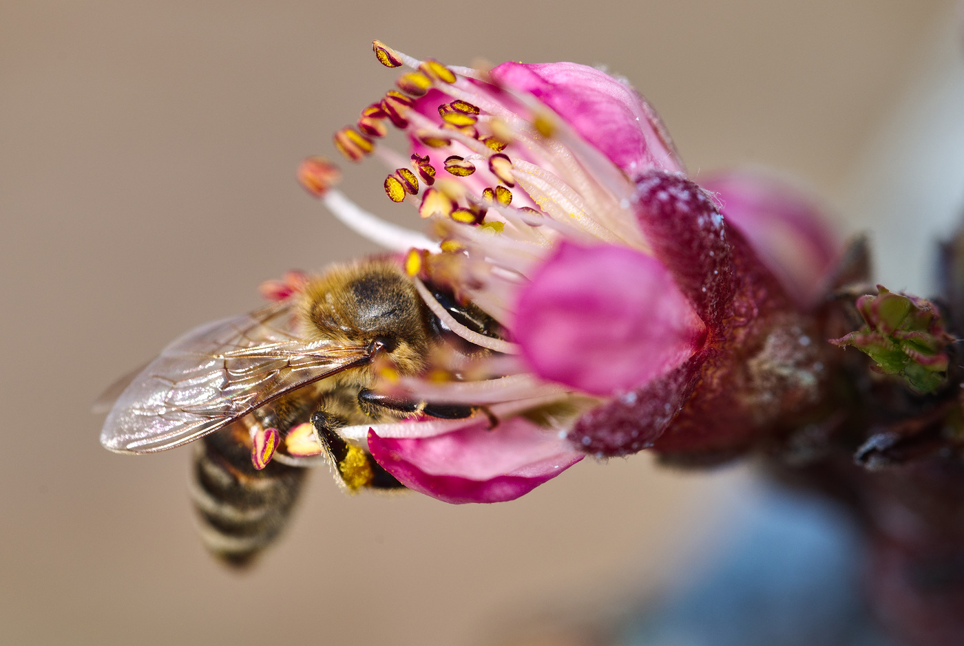 photo "***" tags: macro and close-up, 