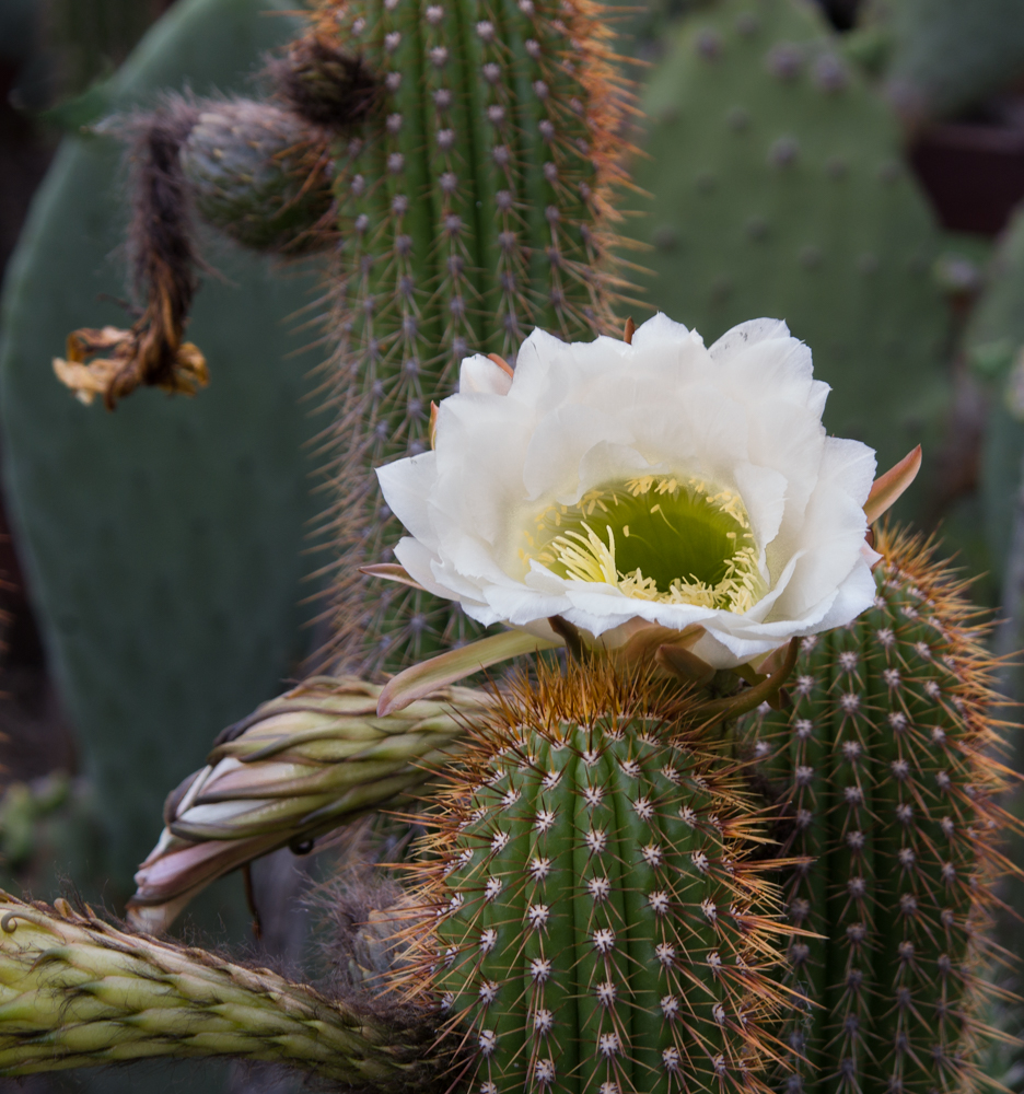 фото "Кактус не только иголки" метки: природа, макро и крупный план, Кактус Cactus