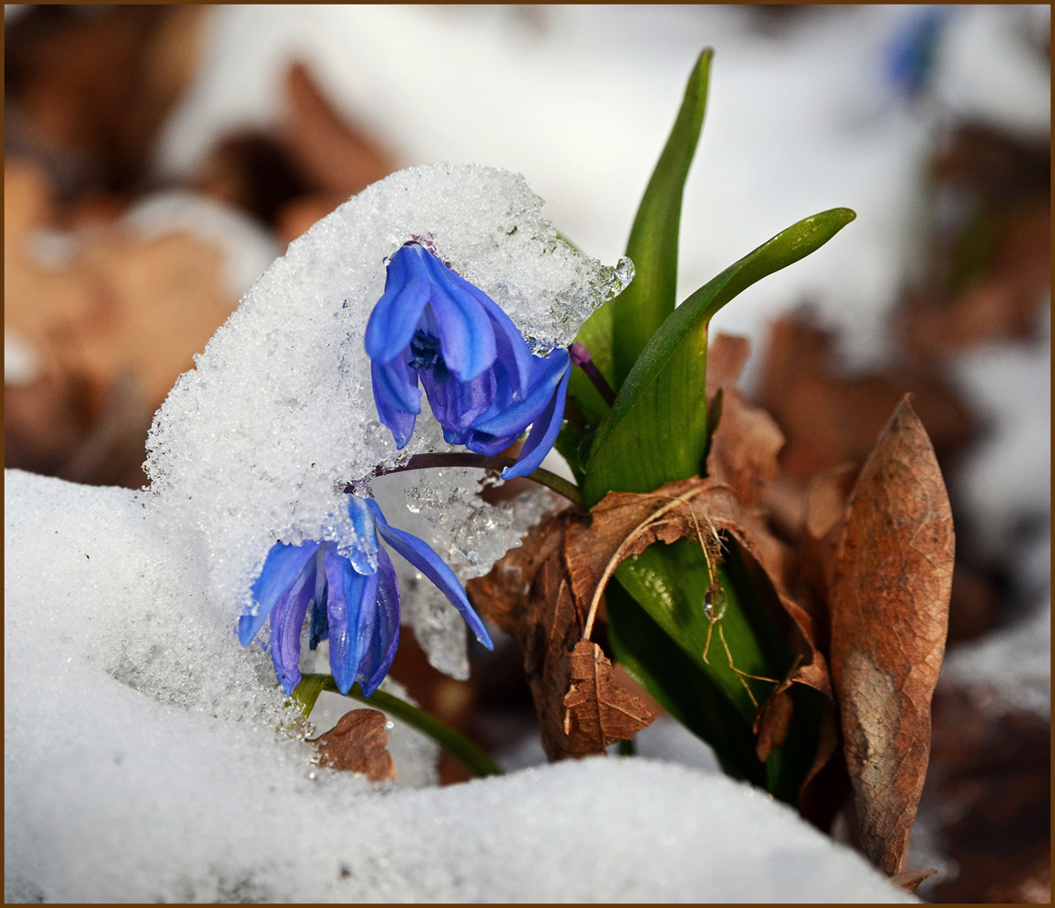 photo "***" tags: nature, flowers, forest, snow, spring, первоцветы