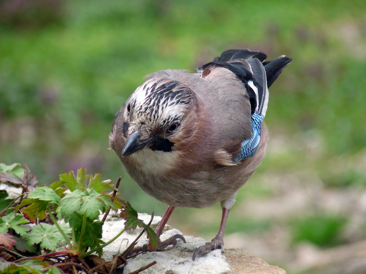 photo "***" tags: macro and close-up, wild animals