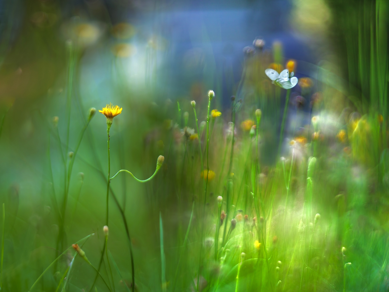 photo "***" tags: macro and close-up, 