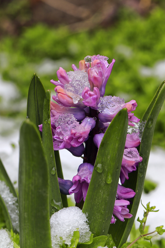 photo "***" tags: macro and close-up, nature, snow, гиацинт