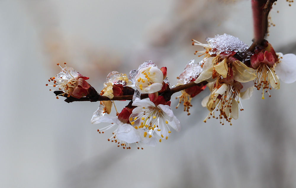 photo "***" tags: macro and close-up, snow, абрикос