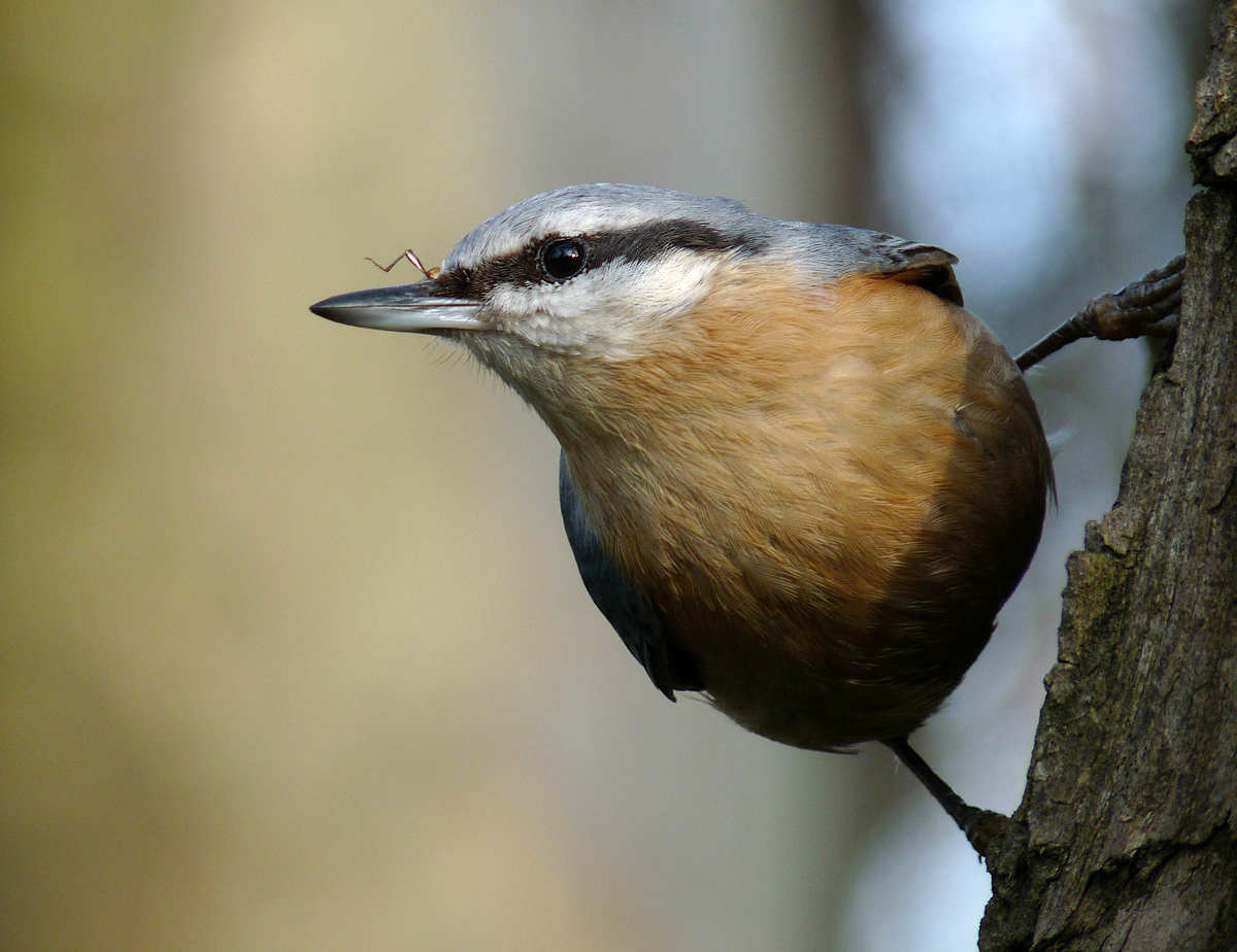 photo "***" tags: macro and close-up, wild animals