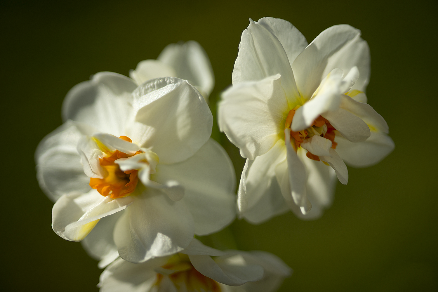 photo "***" tags: genre, macro and close-up, 