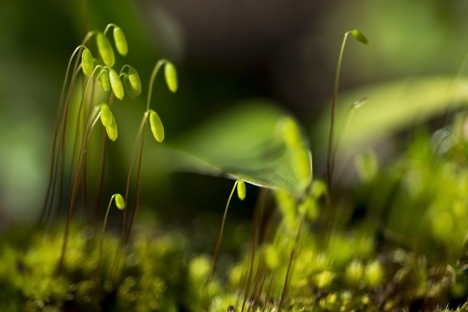 photo "***" tags: macro and close-up, 