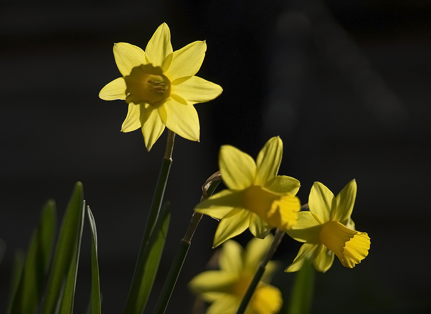 photo "***" tags: macro and close-up, 