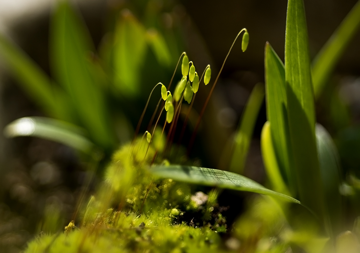 photo "***" tags: macro and close-up, 