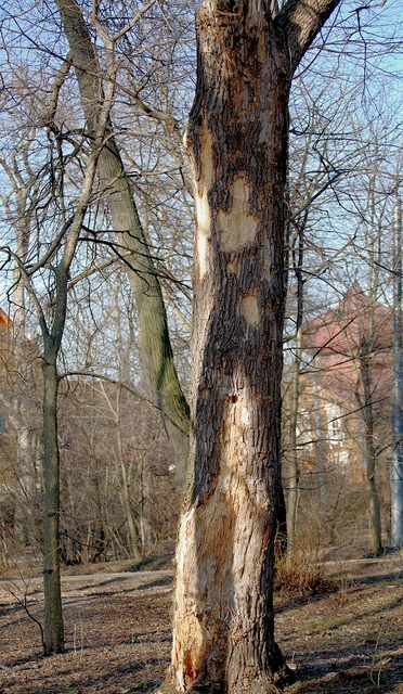 photo "Trees get sick too" tags: nature, 