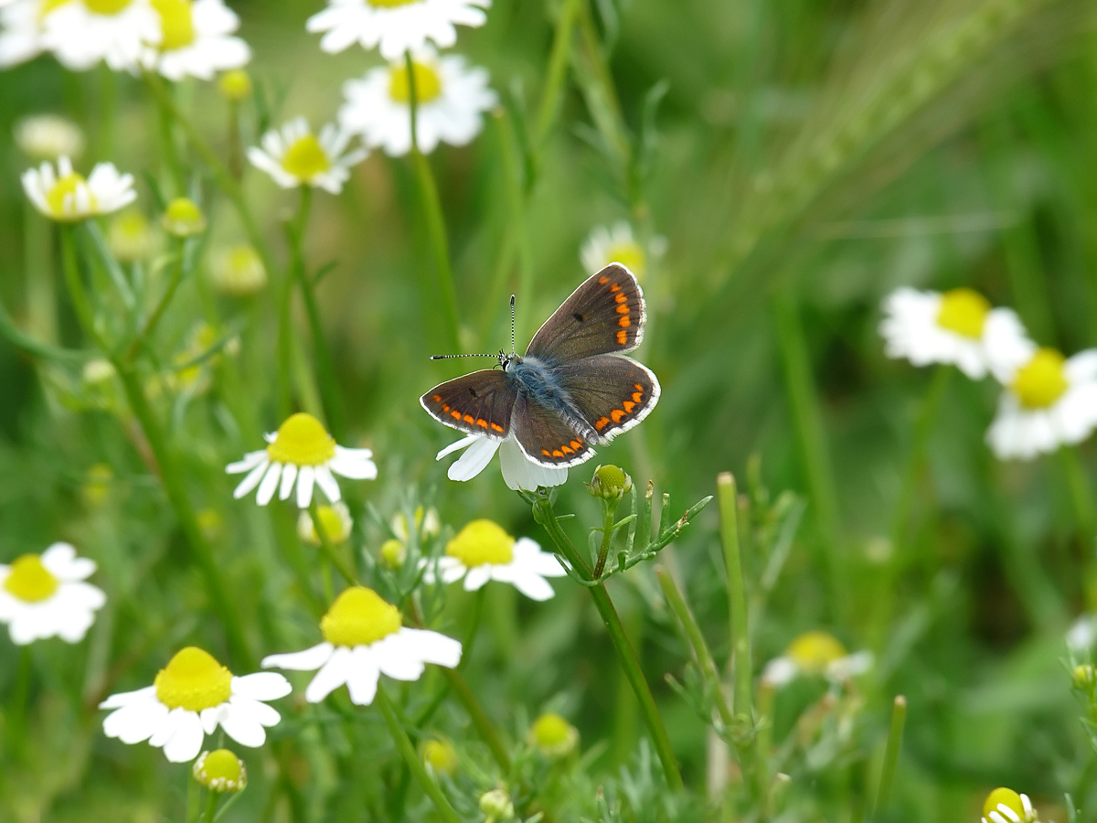 photo "***" tags: nature, insect