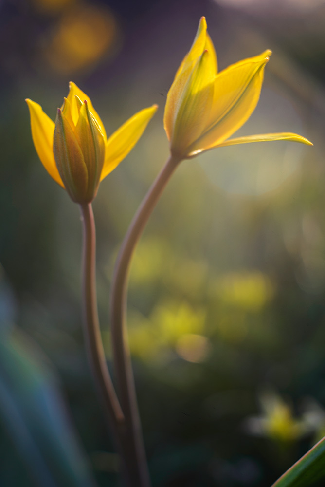 photo "***" tags: macro and close-up, 